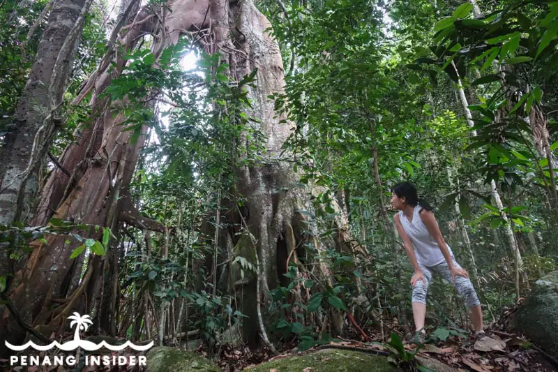 The giant split-root tree you'll find if you decide to tackle the Cherok Tok Kun summit using the jungle path from Station 2 