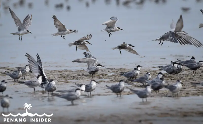 Teluk Air Tawar Penang bird life