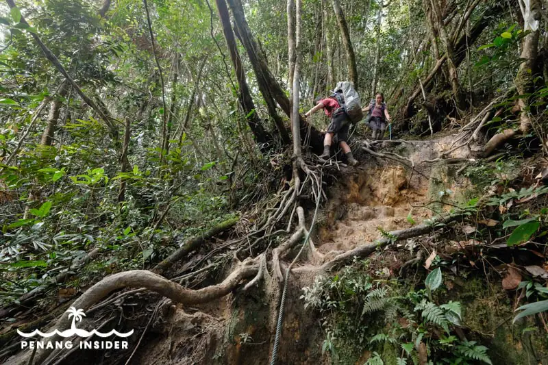 Gunung Tahan hikers climb the steep trail
