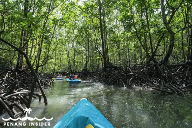 mangrove tour langkawi murah