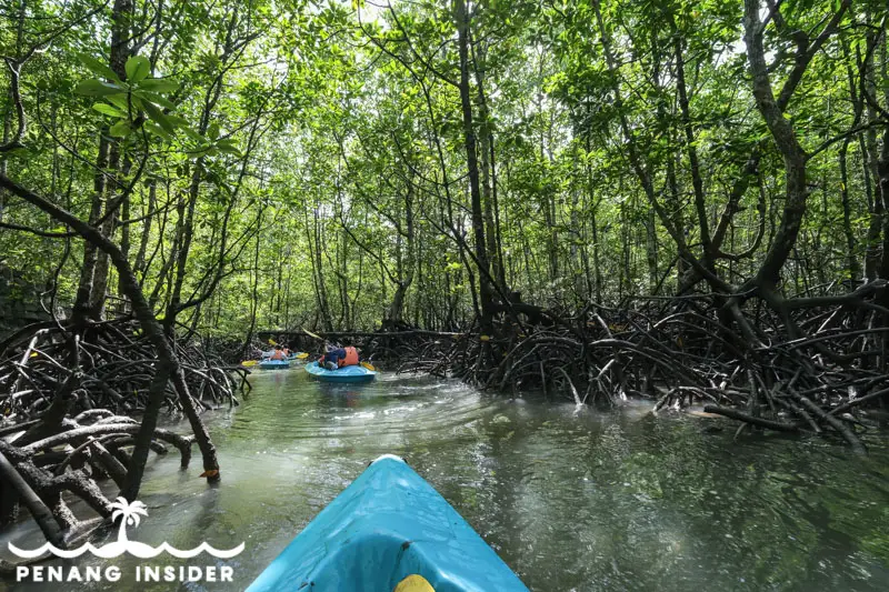 mangrove tour langkawi review
