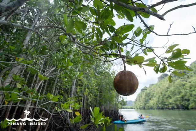 Langkawi Mangrove Tour All You Need To Know In