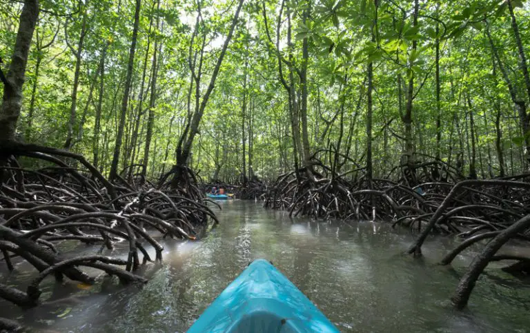 Langkawi Mangrove Tour All You Need To Know In 2024 6399